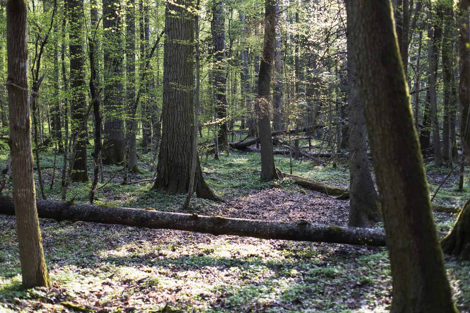 Białowieżaskogen
